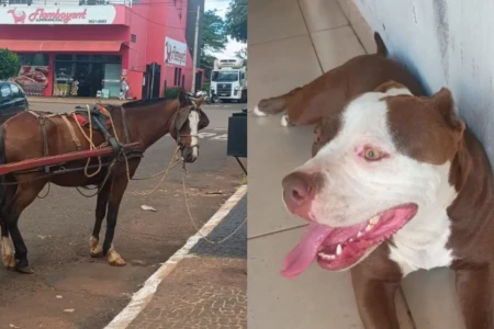 Imagem mostra ferimentos provocados por pitbull