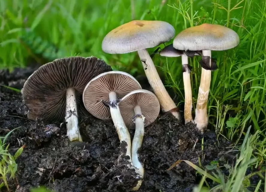 Cogumelos alucinógenos podem ser aliados na luta contra o cigarro uma dose pode ser mais eficaz que 10 semanas de adesivos de nicotina