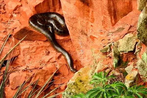 Vídeo cobra no Buraco das Araras Sucuri gigante vive isolada em buraco milenar no Centro-Oeste do Brasil; assista