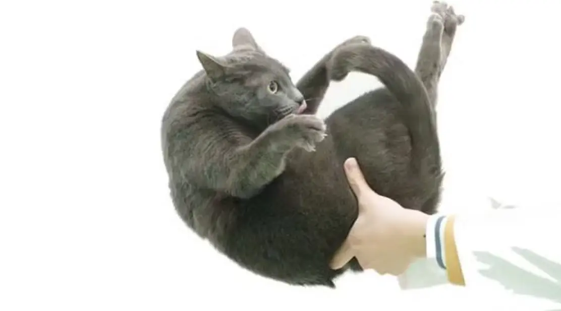 image Por que os gatos caem de pé? Cientistas descobrem nova explicação