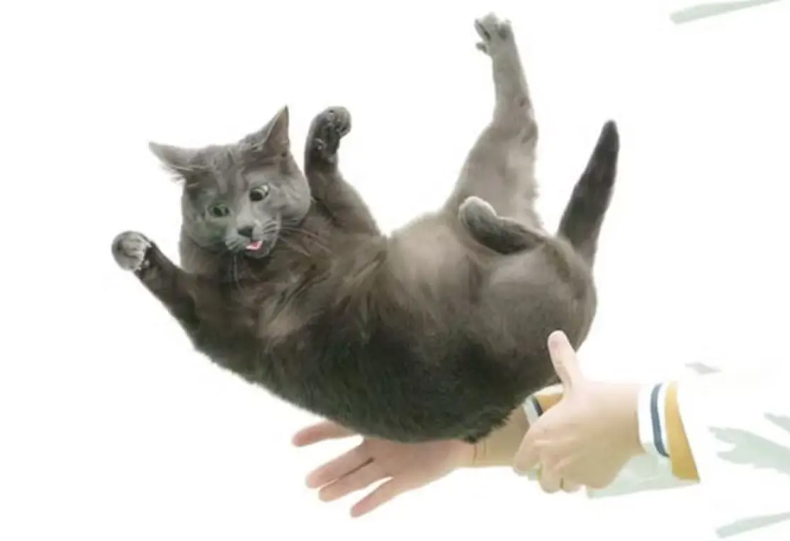 image Por que os gatos caem de pé? Cientistas descobrem nova explicação