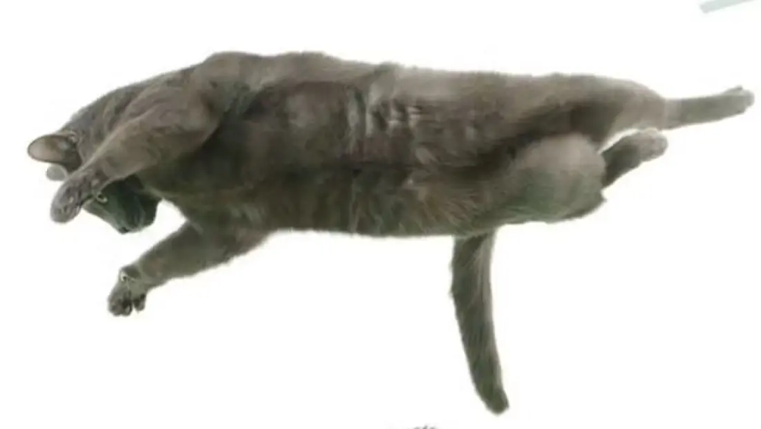 image 1 Por que os gatos caem de pé? Cientistas descobrem nova explicação