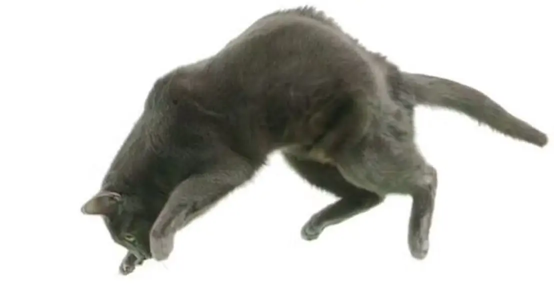 image 1 Por que os gatos caem de pé? Cientistas descobrem nova explicação