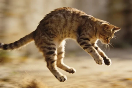 Por que os gatos caem de pé? Cientistas descobrem nova explicação Pesquisadores descobriram detalhe surpreendente na anatomia dos gatos