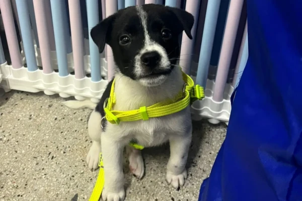 Aparecida de Goiânia recebe evento de adoção de animais neste sábado