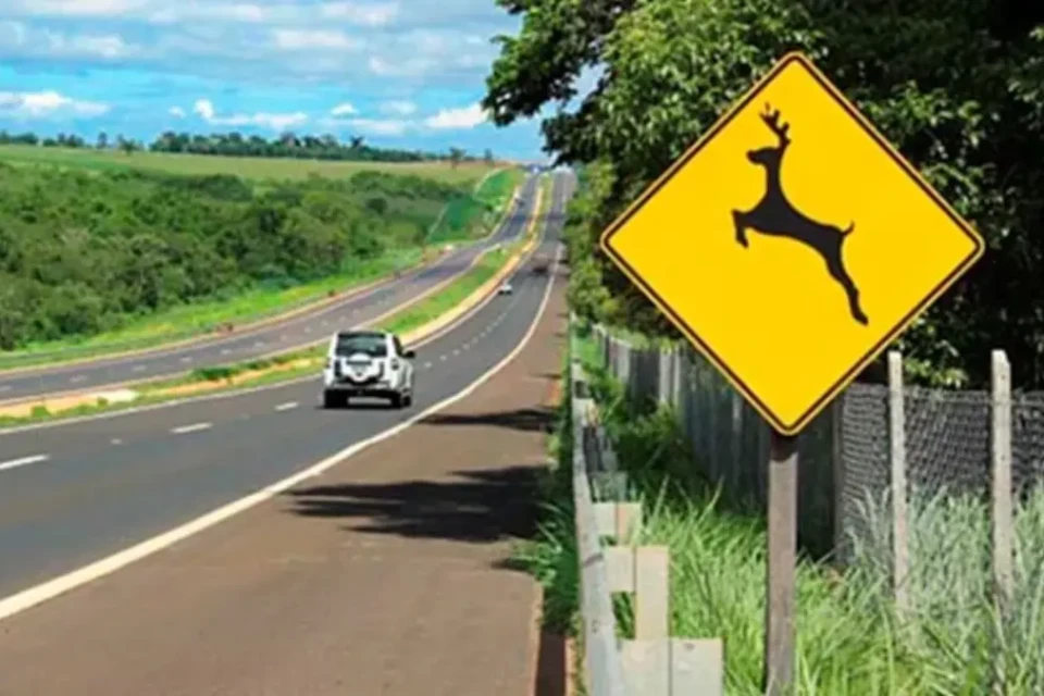 Perda de habitat: animais causam acidentes ao invadir pistas por comida e refúgio em Goiás 4 dimensao 41 1 Perda de habitat: animais causam acidentes ao invadir pistas por comida e refúgio em Goiás