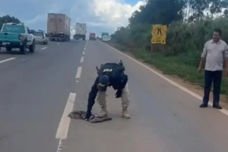 PRF retirando jiboia de rodovia para evitar acidente em Goiás - (Foto: reprodução/PRF)