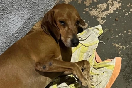 Cachorro vira-latas deitado encostado em uma parede