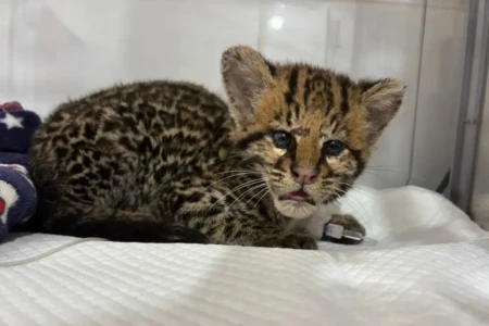 Filhote de jaguatirica resgatada - (Foto: reprodução/Cetas)