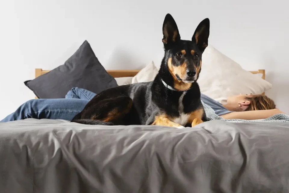Gosta de ter o cão ou o gato na cama? Saiba se você pode