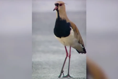 MotoGP celebra fauna do Cerrado em vídeo com ‘convidados especiais’ no circuito