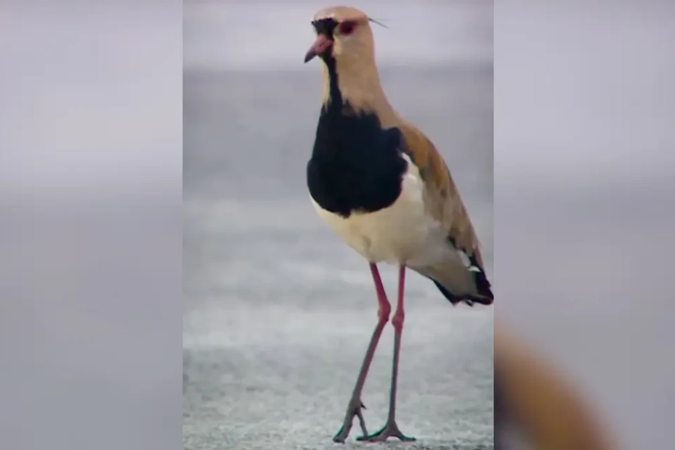 MotoGP celebra fauna do Cerrado em vídeo com ‘convidados especiais’ no circuito