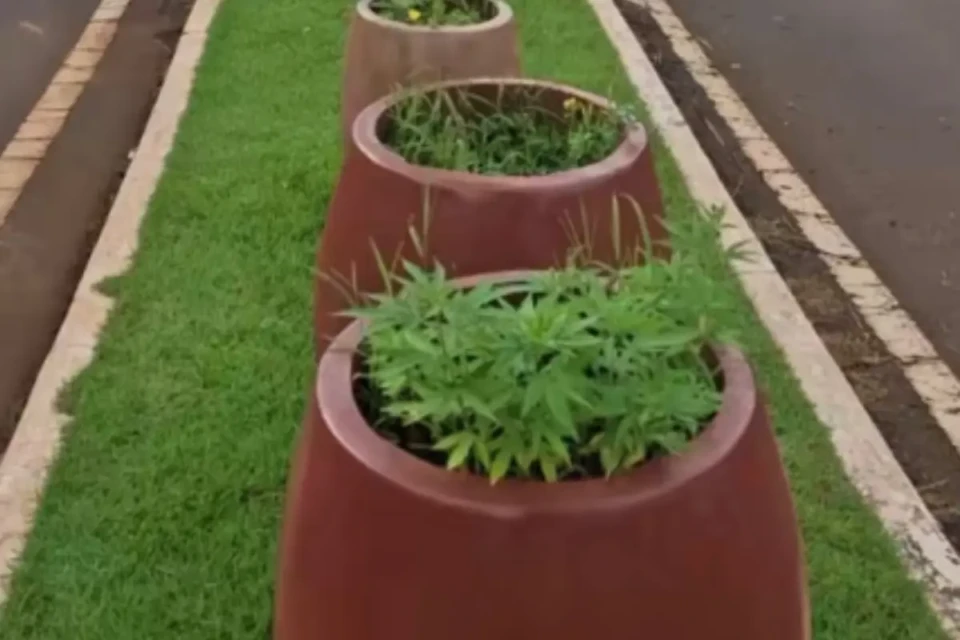 pes de maconha 