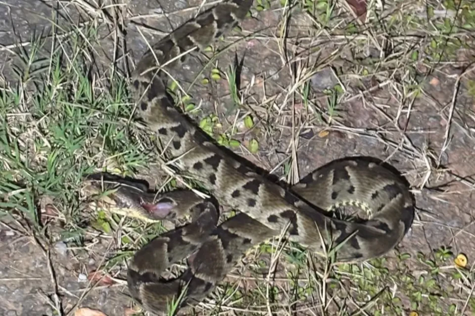 Jararaca é considerada uma das cobras mais venenosas das Américas - (Foto: reprodução/PM)