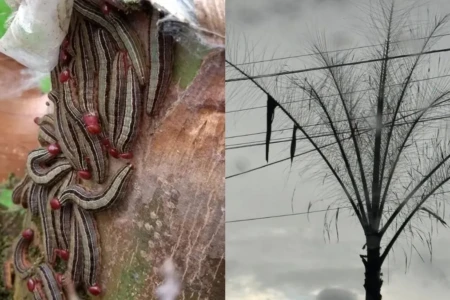 Colagem mostra lagartas e coqueiro plantado na região