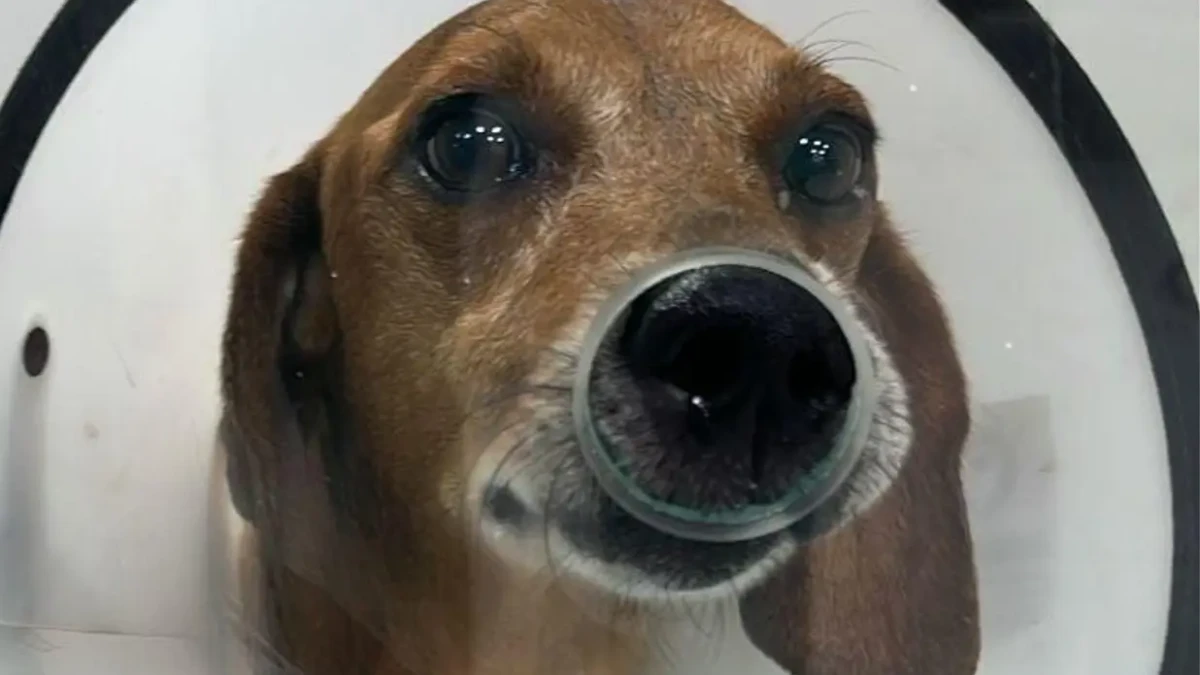 Manifestação pede justiça por cão atingido por líquido quente em Goiânia (Foto: arquivo enviado ao Mais Goiás)