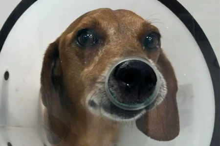 Manifestação pede justiça por cão atingido por líquido quente em Goiânia (Foto: arquivo enviado ao Mais Goiás)