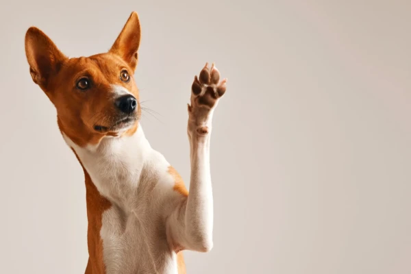 Evento é realizado pela ONG Focinho Caridoso Evento em shopping de Goiânia promove adoção responsável de cães neste sábado (28)