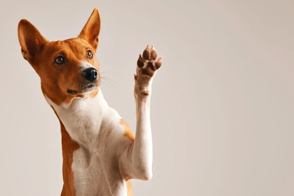 Evento é realizado pela ONG Focinho Caridoso Evento em shopping de Goiânia promove adoção responsável de cães neste sábado (28)