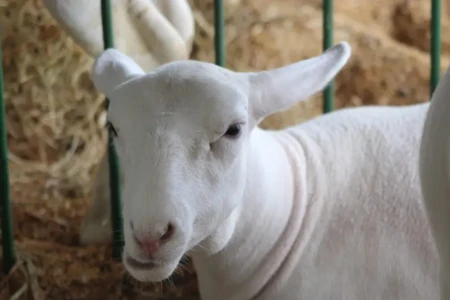 Festival do Cordeiro agita Hidrolândia de quarta a sábado