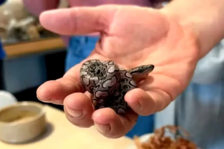 Cobra brasileira chamada Ronaldo dá à luz pela segunda vez virgem Caso duplo de partenogênese pode ter sido inédito no mundo fotos