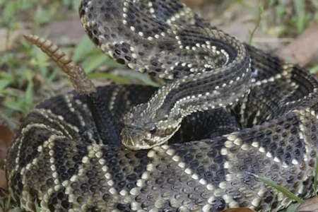 Cobra cascavel - (Foto: reprodução/National Geographic)