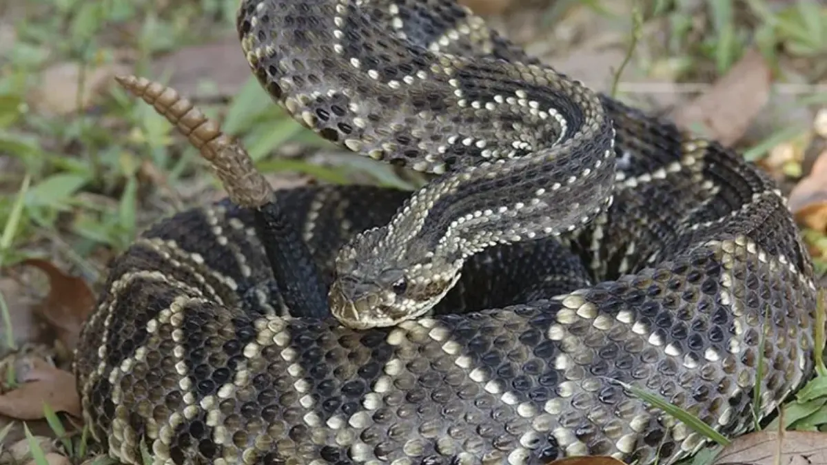 Cobra cascavel - (Foto: reprodução/National Geographic)
