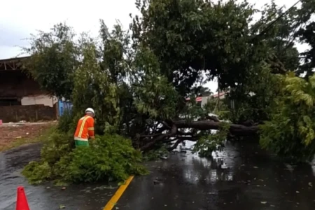 Imagem de uma das árvores caídas