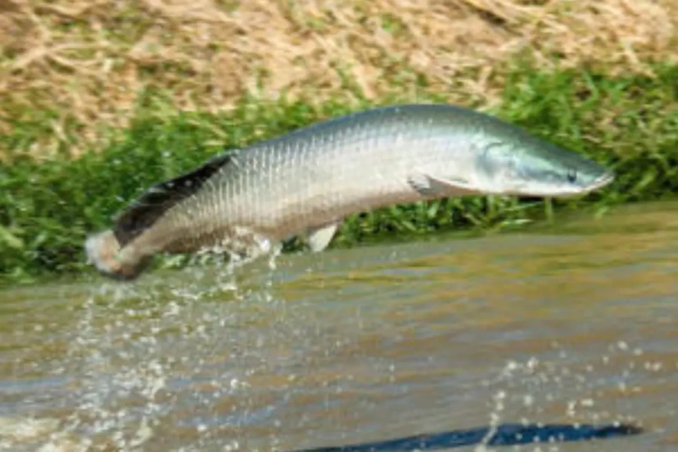 Regras para pesca do pirarucu mudam em Goiás; veja detalhes (Foto: Divulgação)