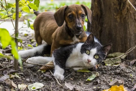 Divórcio com pet: Senado aprova guarda compartilhada e divisão de despesas para animais