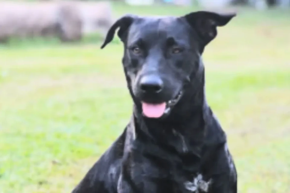 'Dócil e brincalhão': cachorro morto por bombeiro era alimentado por moradores em Goiânia (Foto: Reprodução)