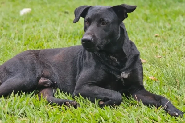 Protetores marcam manifestação para pedir justiça por cão Brutus em Goiânia