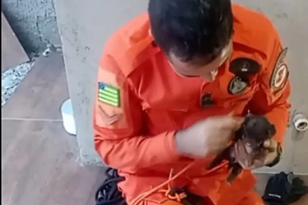 Imagem do cãozinho resgatado