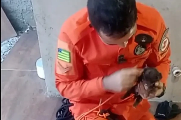 Imagem do cãozinho resgatado