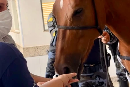 Égua interage com enfermeira