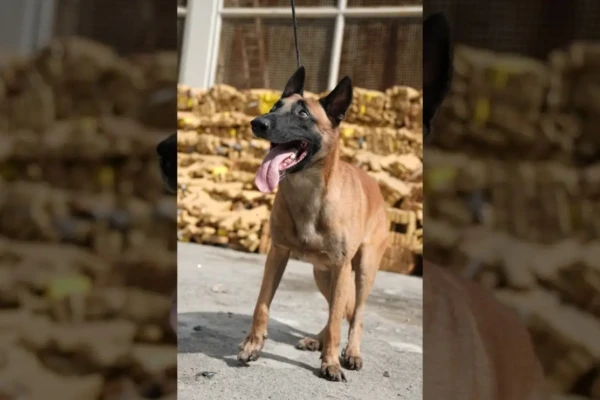 Cão que descobriu bunker com 48 toneladas de maconha deve ser condecorado Hulk nasceu é treinado desde os 6 meses