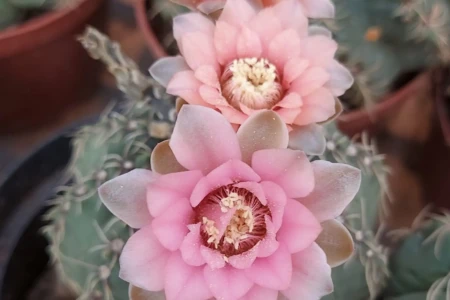 Bazar de plantas com itens a partir de R$ 2,99 tem edição especial em Goiânia