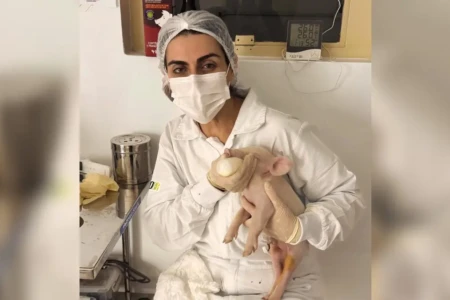 'Altamente desafiador': pesquisadores da USP celebram nascimento do 1º clone suíno no Brasil