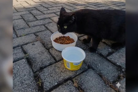 'Direito à vida não pode ser relativizado': defesa recorrerá ao STJ para manter cuidados a gatos comunitários em Goiânia