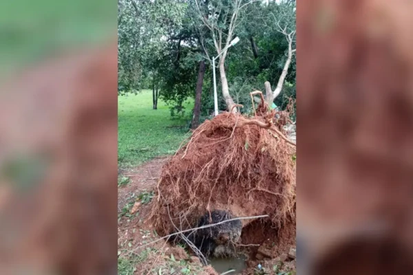Arborização antiga: Amma explica por que árvores de Goiânia não suportam temporais