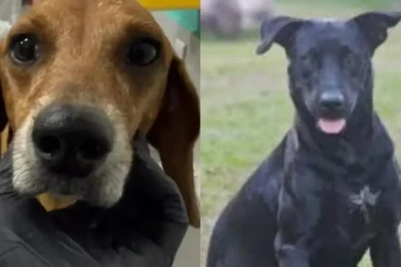 Cachorros Jhonny e Negão - (Foto: reprodução)