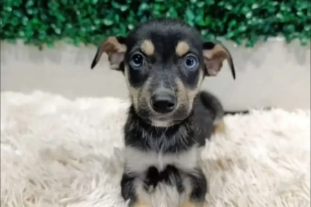 Evento em Aparecida de Goiânia reúne 35 animais para adoção neste sábado