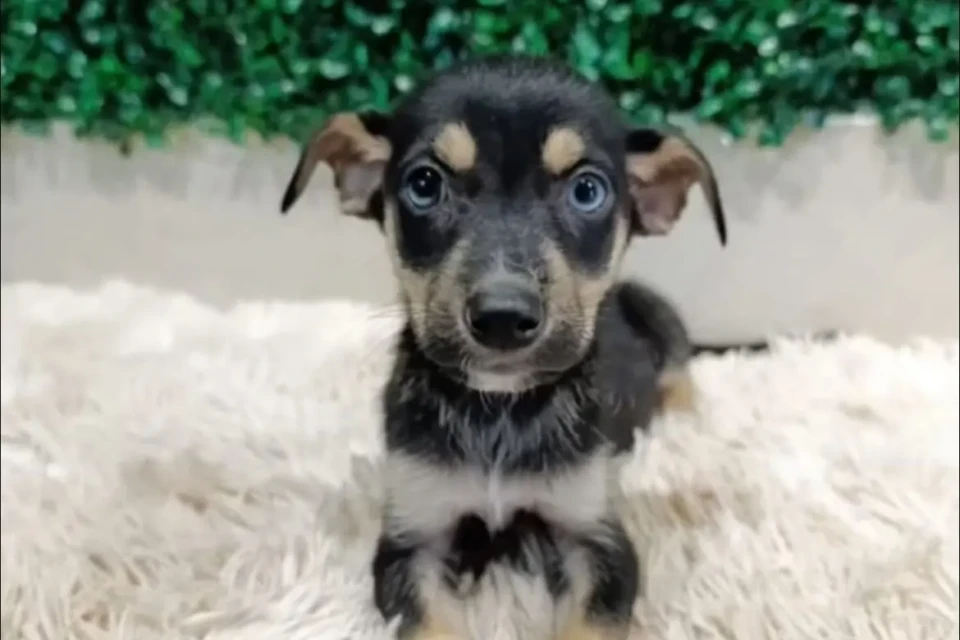 Evento em Aparecida de Goiânia reúne 35 animais para adoção neste sábado