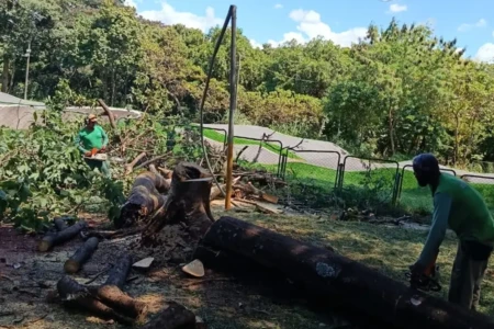 Goiânia já substituiu mais de 860 árvores em 2026