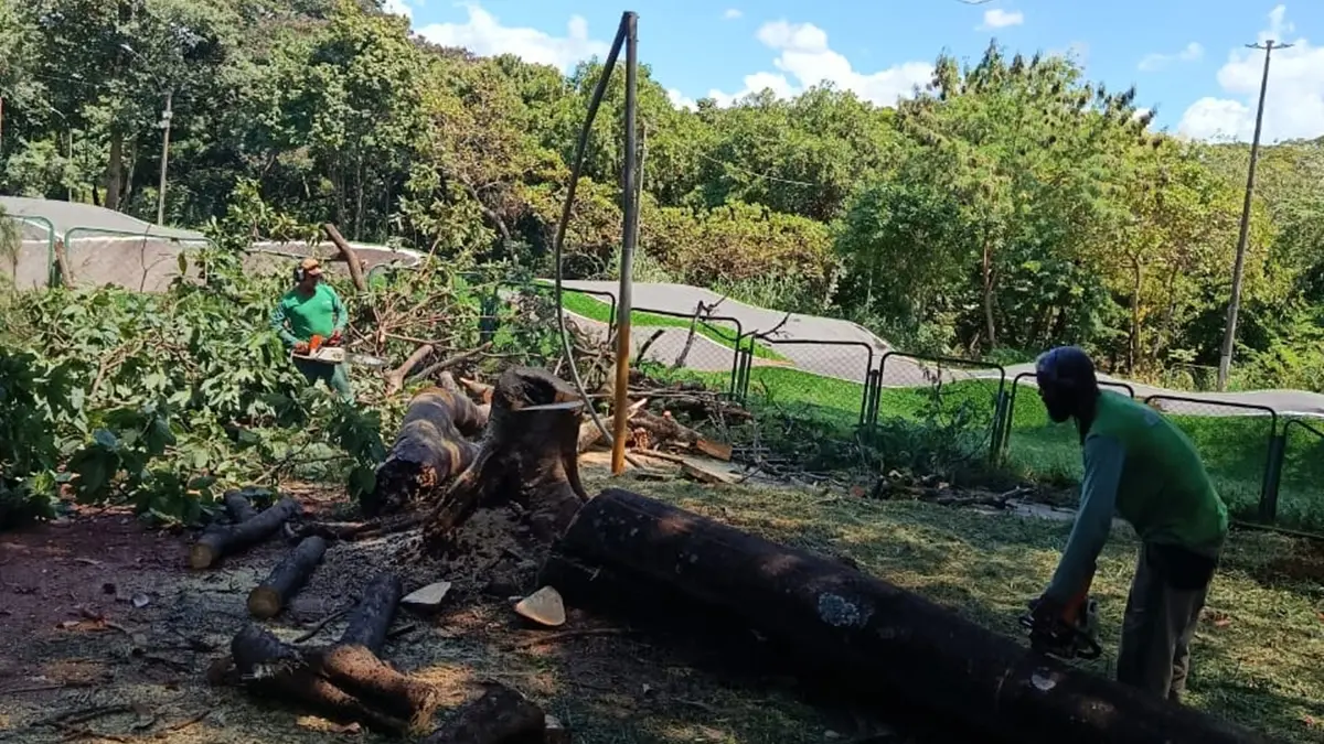 Goiânia já substituiu mais de 860 árvores em 2026