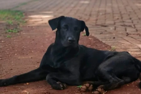 Cachorro comunitário Brutus - (Foto: reprodução)