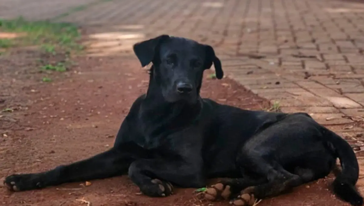 Cachorro comunitário Brutus - (Foto: reprodução)