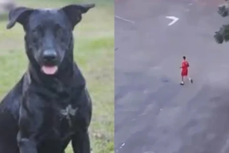 Brutus foi morto peplo bombeiro militar - (Foto: Reprodução)