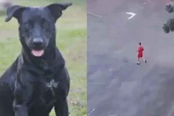 Bombeiro que atirou em cachorro em Goiânia é indiciado por maus-tratos