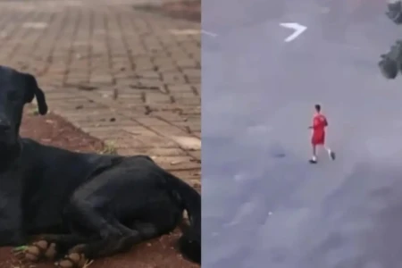 Cachorro comunitário Brutus - (Foto: reprodução)